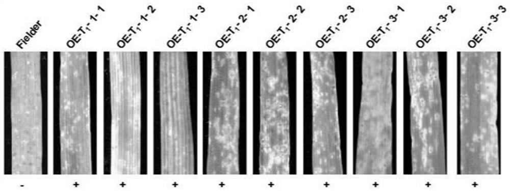 Puccinia triticinia resistant protein as well as coding gene and application thereof