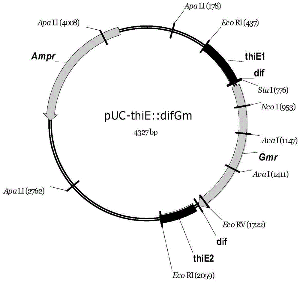 Polymer grade Lactic acid monomer producing strain, construction method thereof and lactic acid manufacturing technique