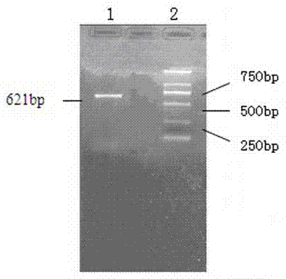 Method for constructing adenovirus for efficient package and expression of melanoma differentiation-associated gene-7