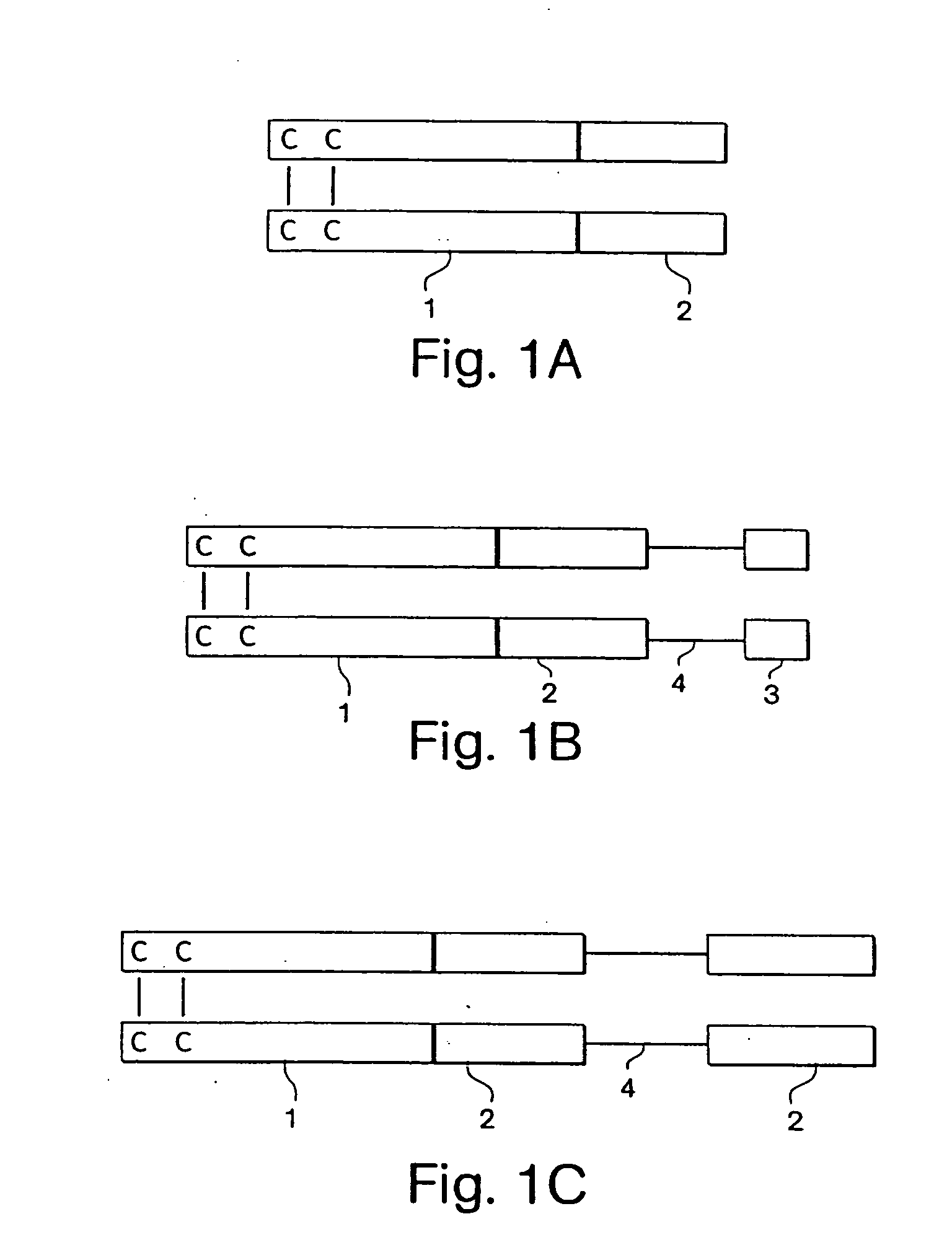 Expression and export of interferon-alpha proteins as Fc fusion proteins