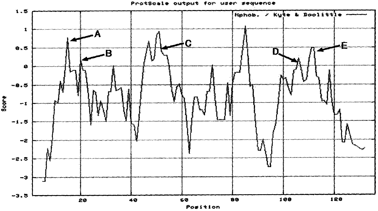 A kind of Liriomyza sativae odorant binding protein and its application