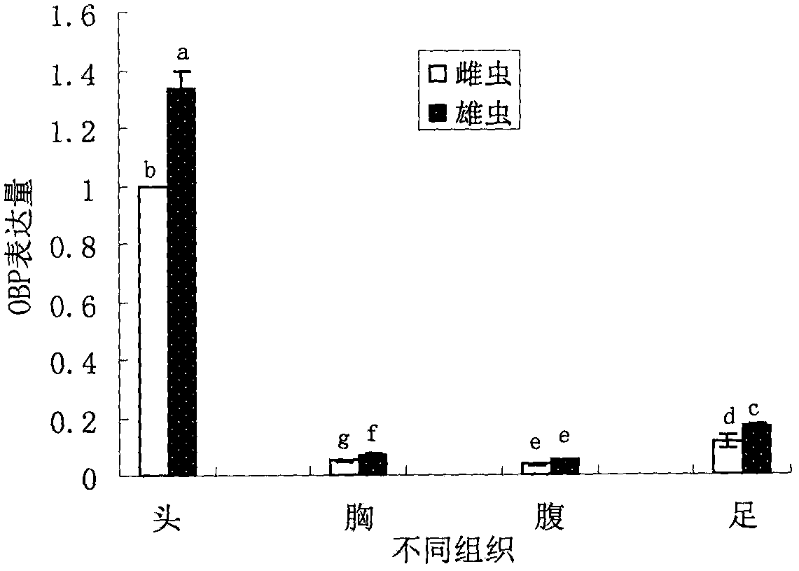 A kind of Liriomyza sativae odorant binding protein and its application