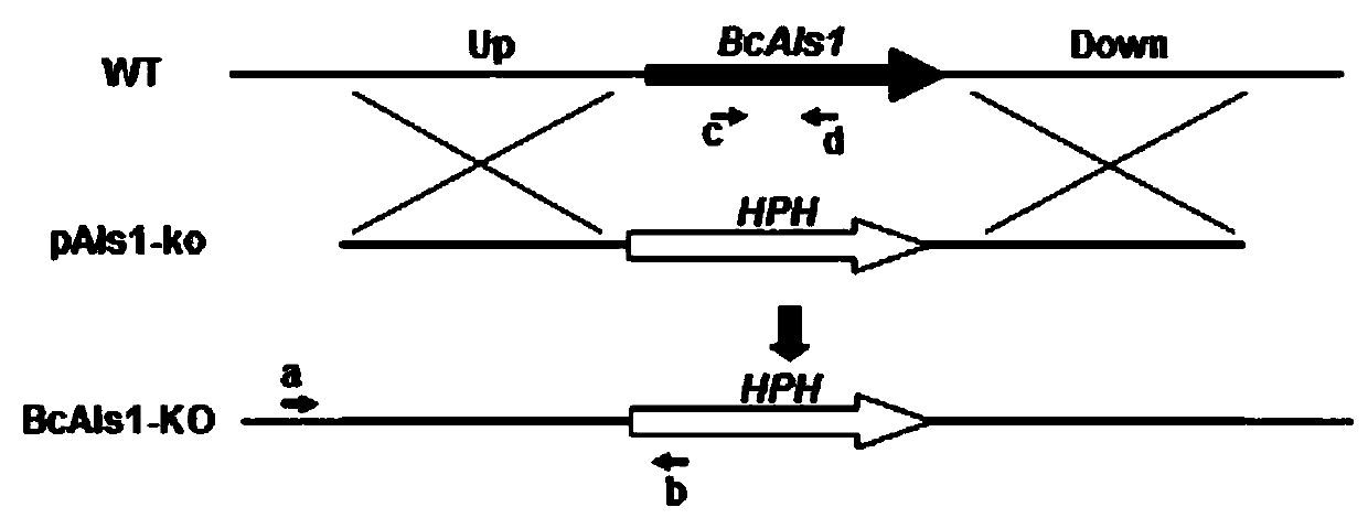 A Botrytis cinerea gene bcals1 related to pathogenicity and its application