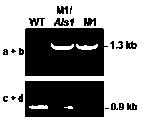 A Botrytis cinerea gene bcals1 related to pathogenicity and its application