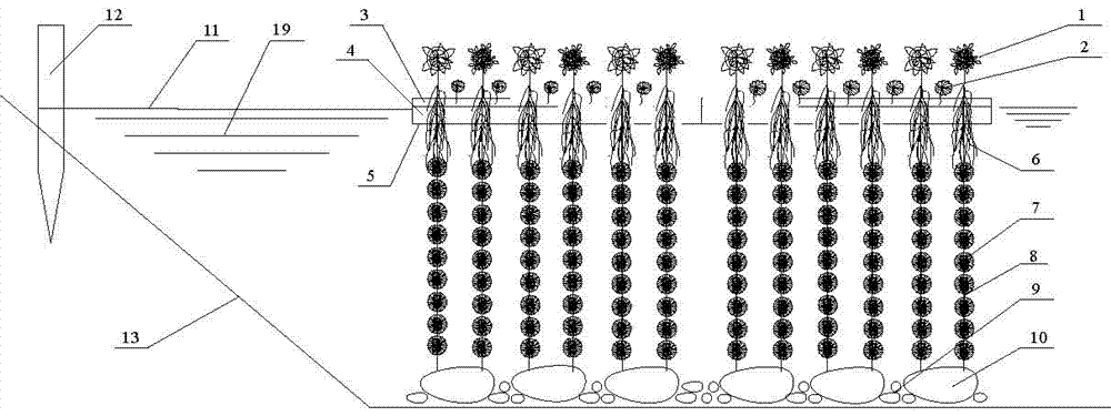 Ecological restoration apparatus for slightly-polluted river water body