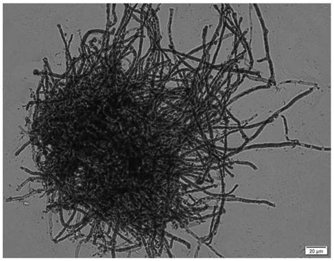 High temperature-resistant Pleurotus ostreatus and screening method and applications thereof