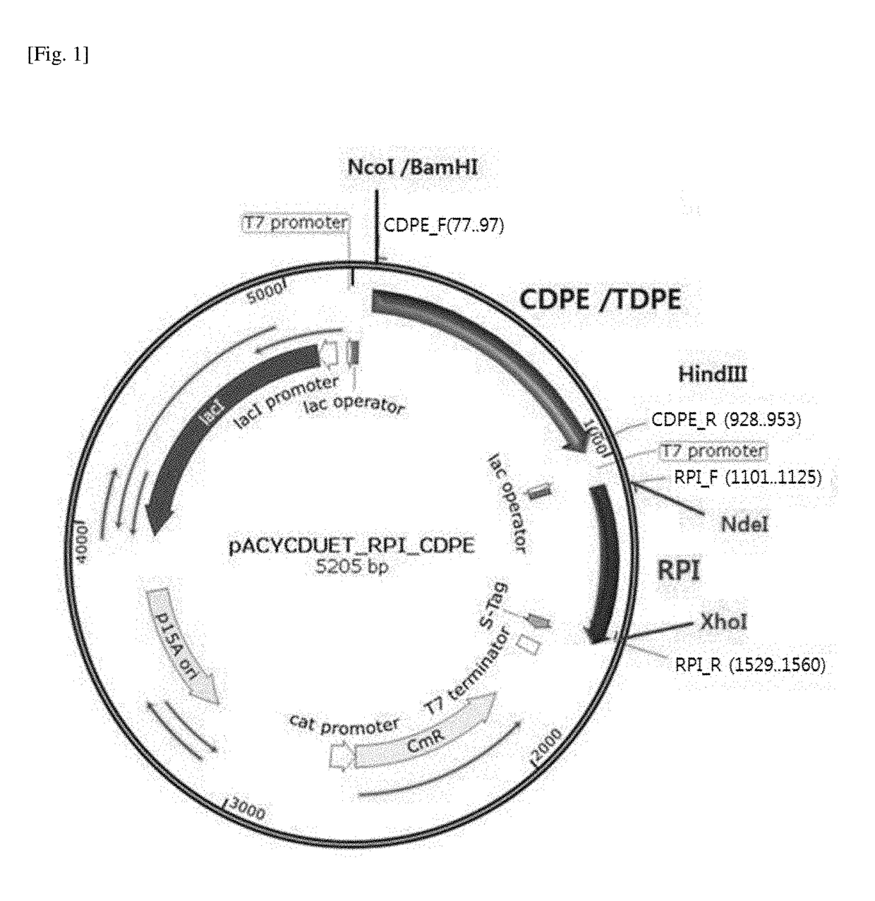 Strain ptoducing allose from fructose and method for producing allose using same