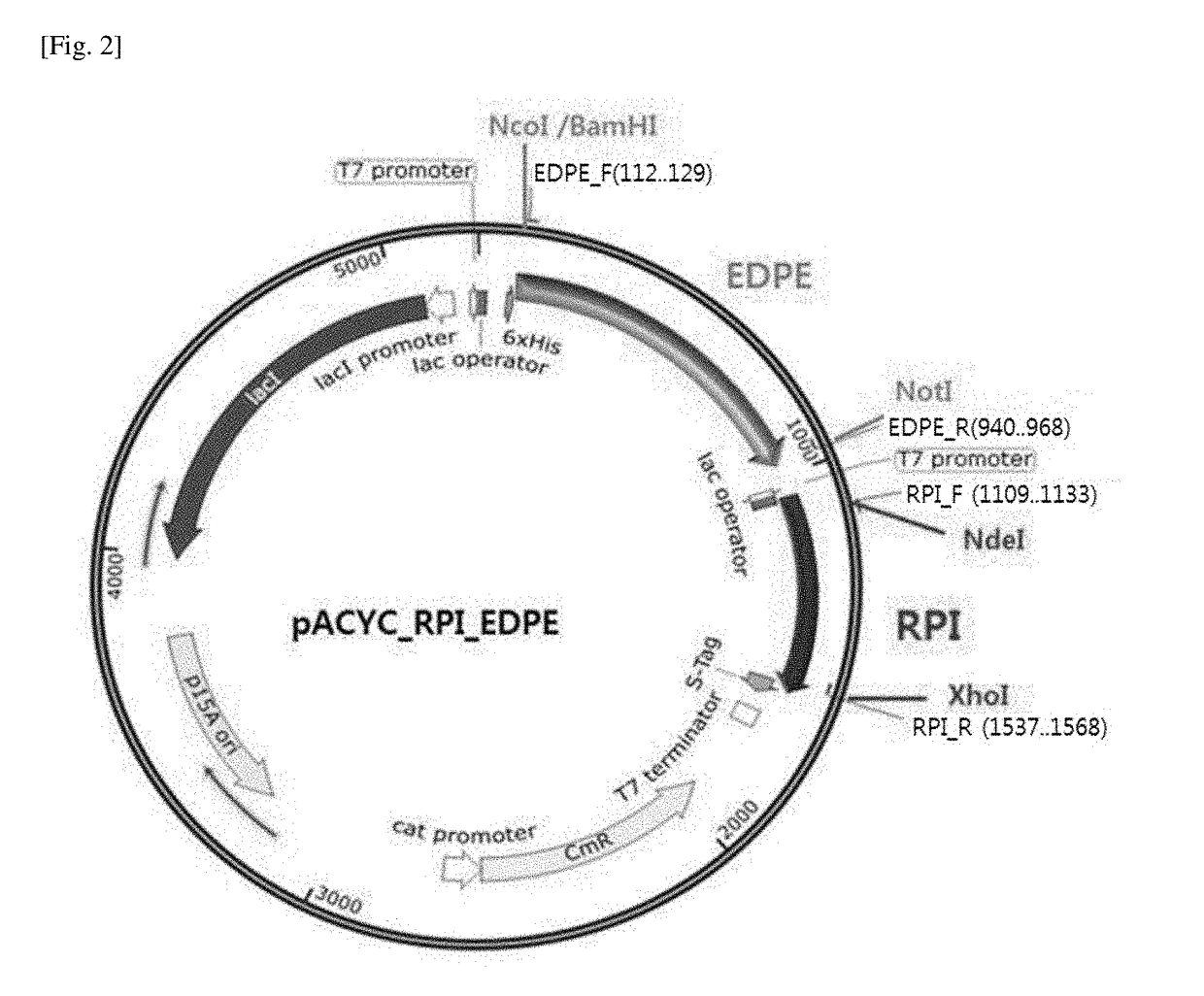 Strain ptoducing allose from fructose and method for producing allose using same