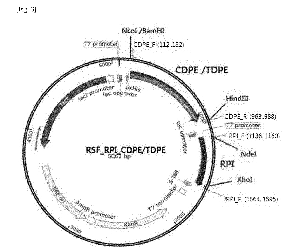 Strain ptoducing allose from fructose and method for producing allose using same