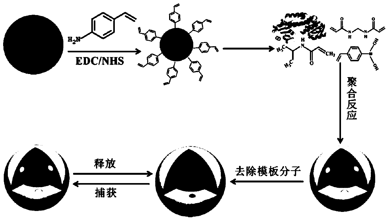 A fluorescent nano-molecular imprint bionic sensor and its preparation method and application