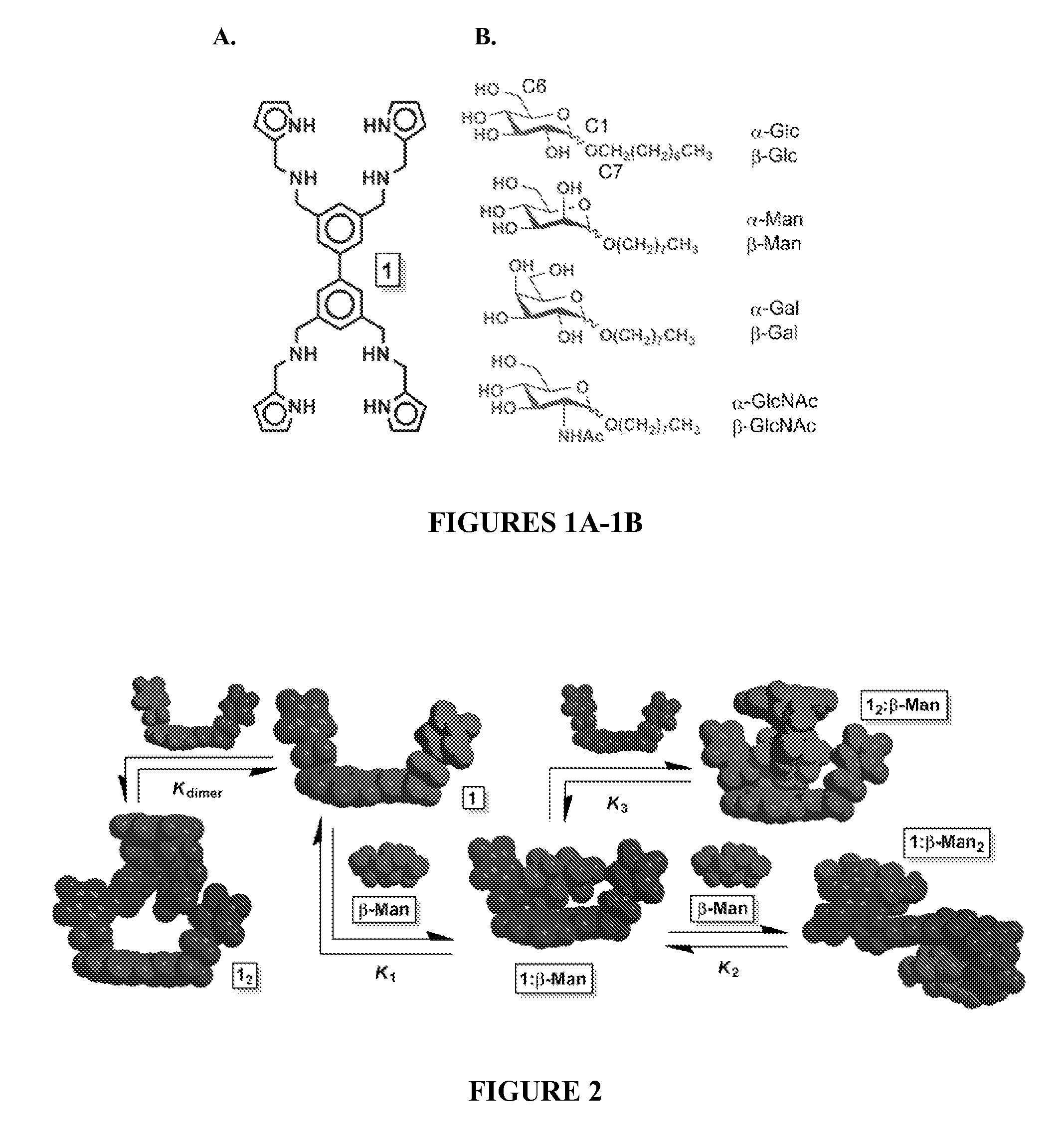 Carbohydrate-selective receptors