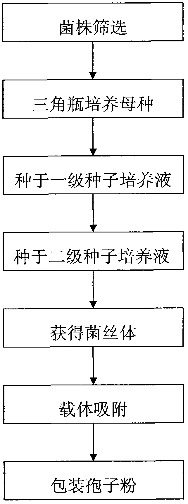 Soil-phosphorus biological-activating fungi inoculant and preparation method thereof