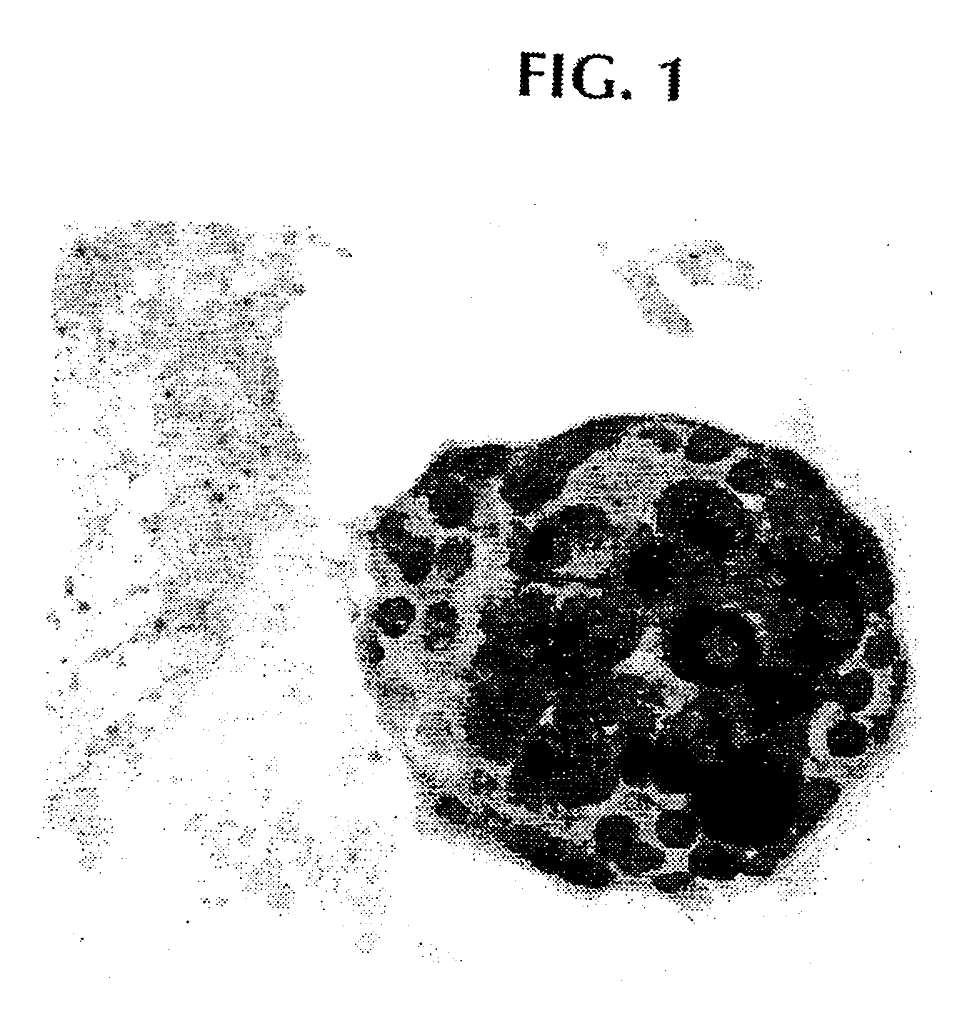 Preparation of agarose coated, solid agarose-collagen beads containing secretory cells