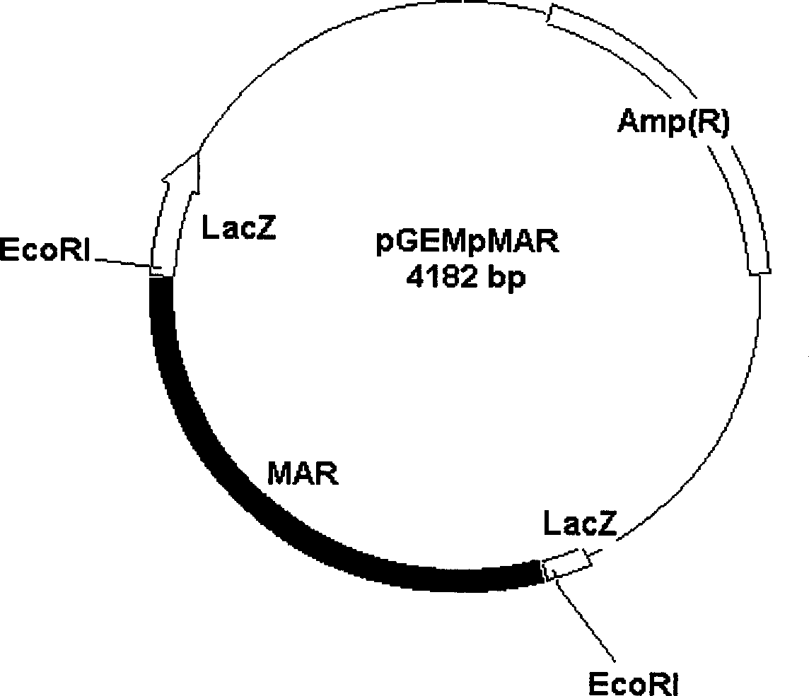 Tobacco strong nuclear matrix binding sequence, separating identification method and use thereof