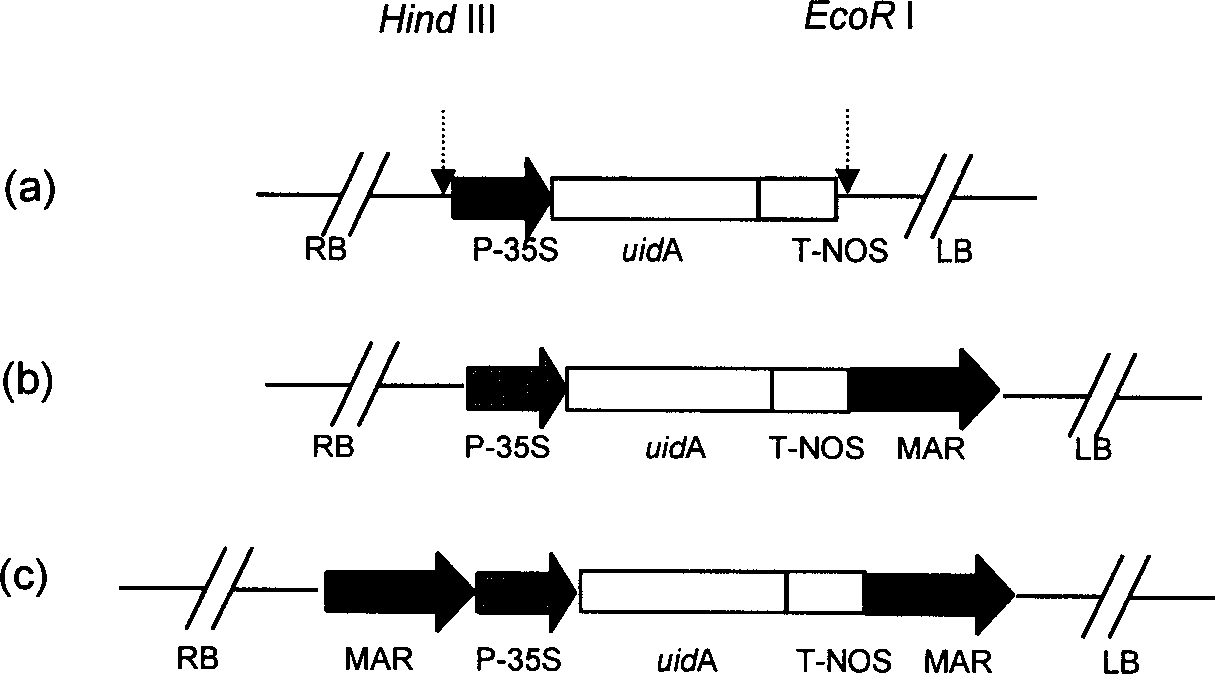 Tobacco strong nuclear matrix binding sequence, separating identification method and use thereof