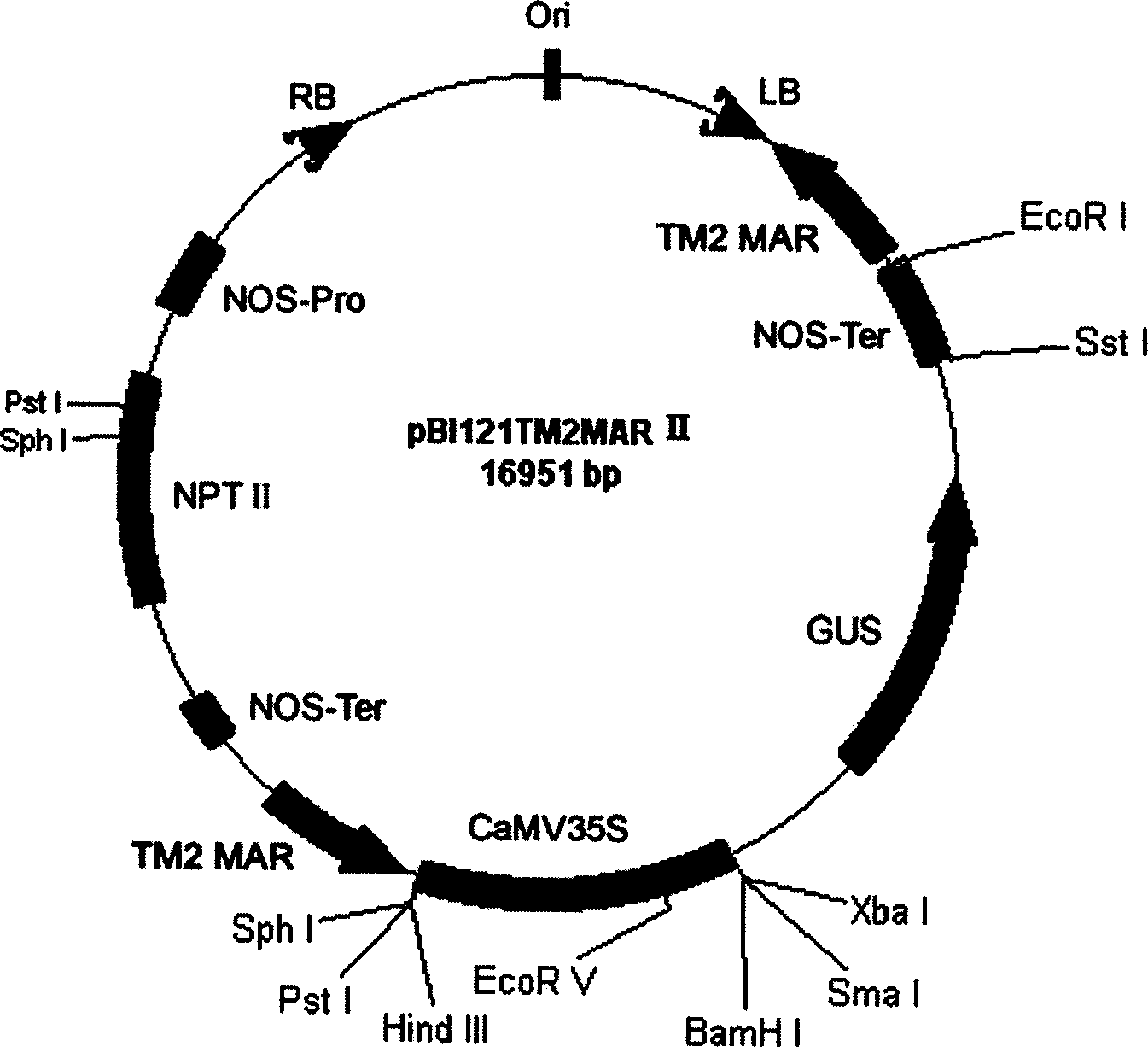 Tobacco strong nuclear matrix binding sequence, separating identification method and use thereof