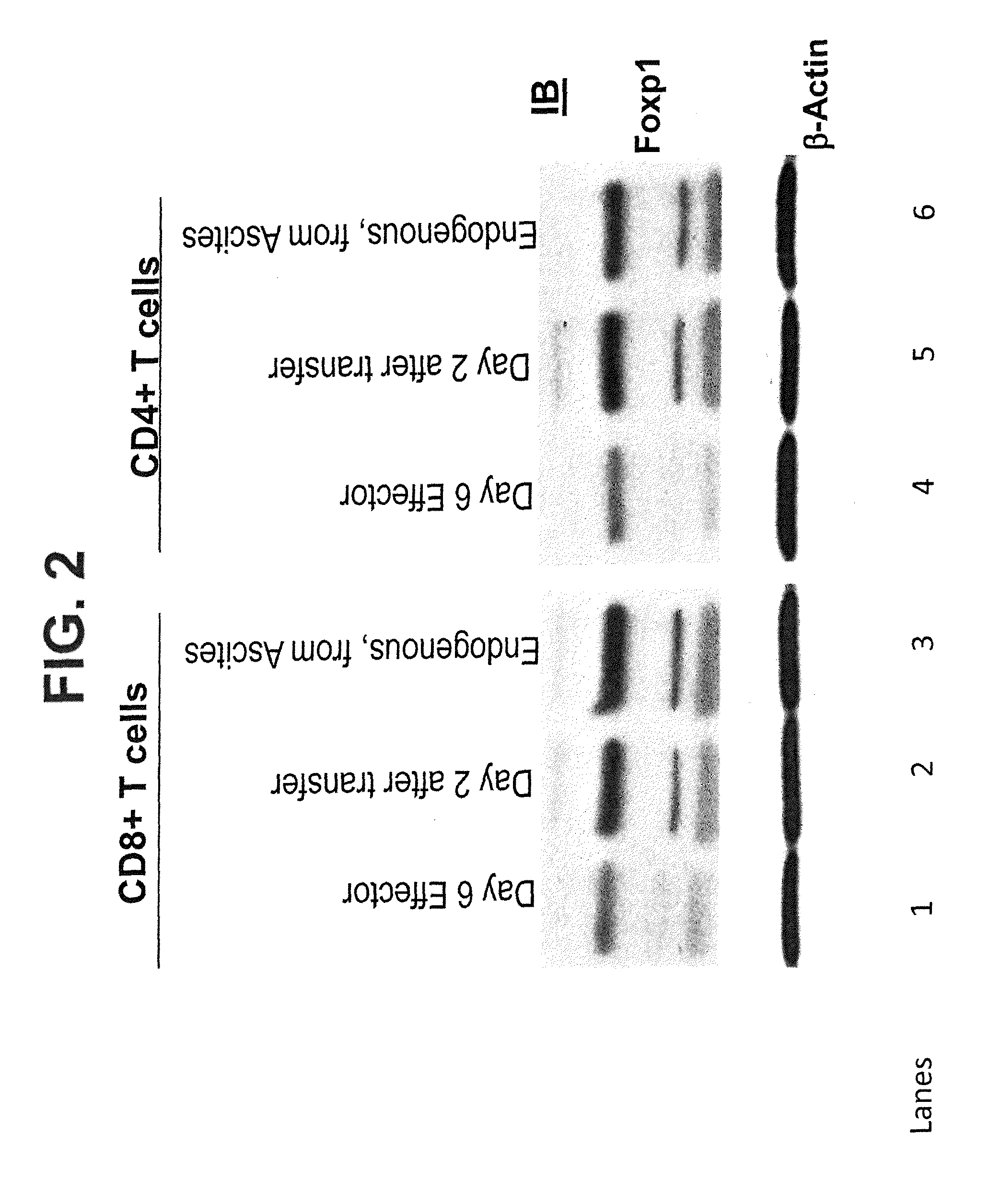 Methods and Compositions for Enhancing the Therapeutic Effect of Anti-Tumor T Cells