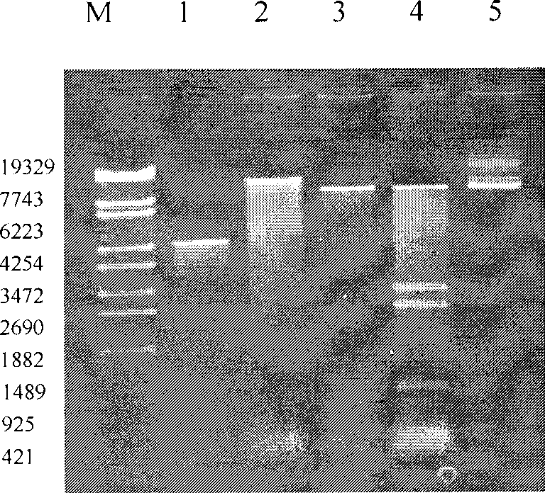 Bacillus thuringiensis cry8 I genes and protein effective for Coleopteran pests, and uses thereof