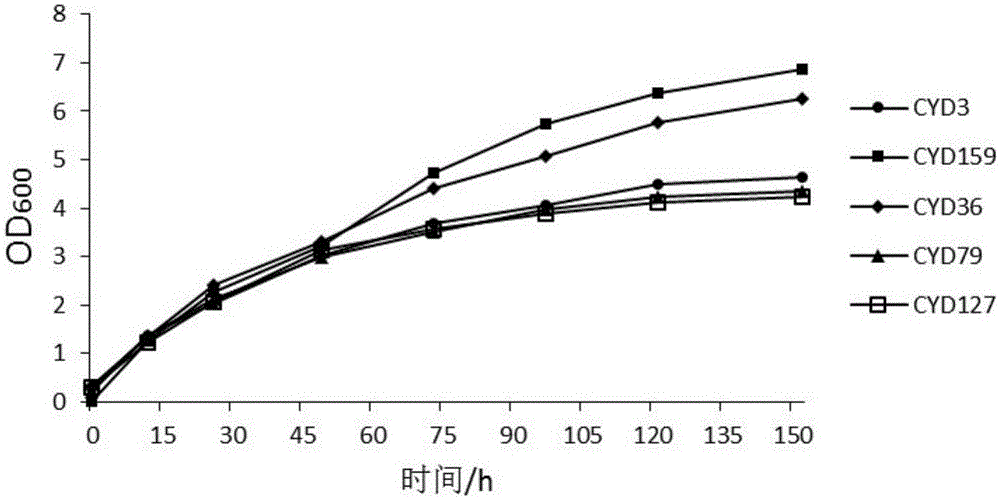 Acetobacter strain and application thereof in fermenting apple vinegar