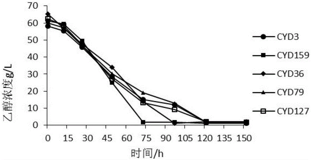 Acetobacter strain and application thereof in fermenting apple vinegar