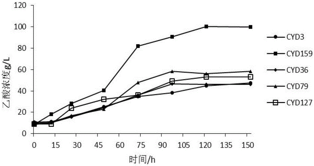 Acetobacter strain and application thereof in fermenting apple vinegar