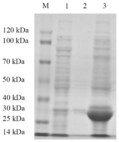 Weever rhabdovirus recombinant G2 protein and application thereof