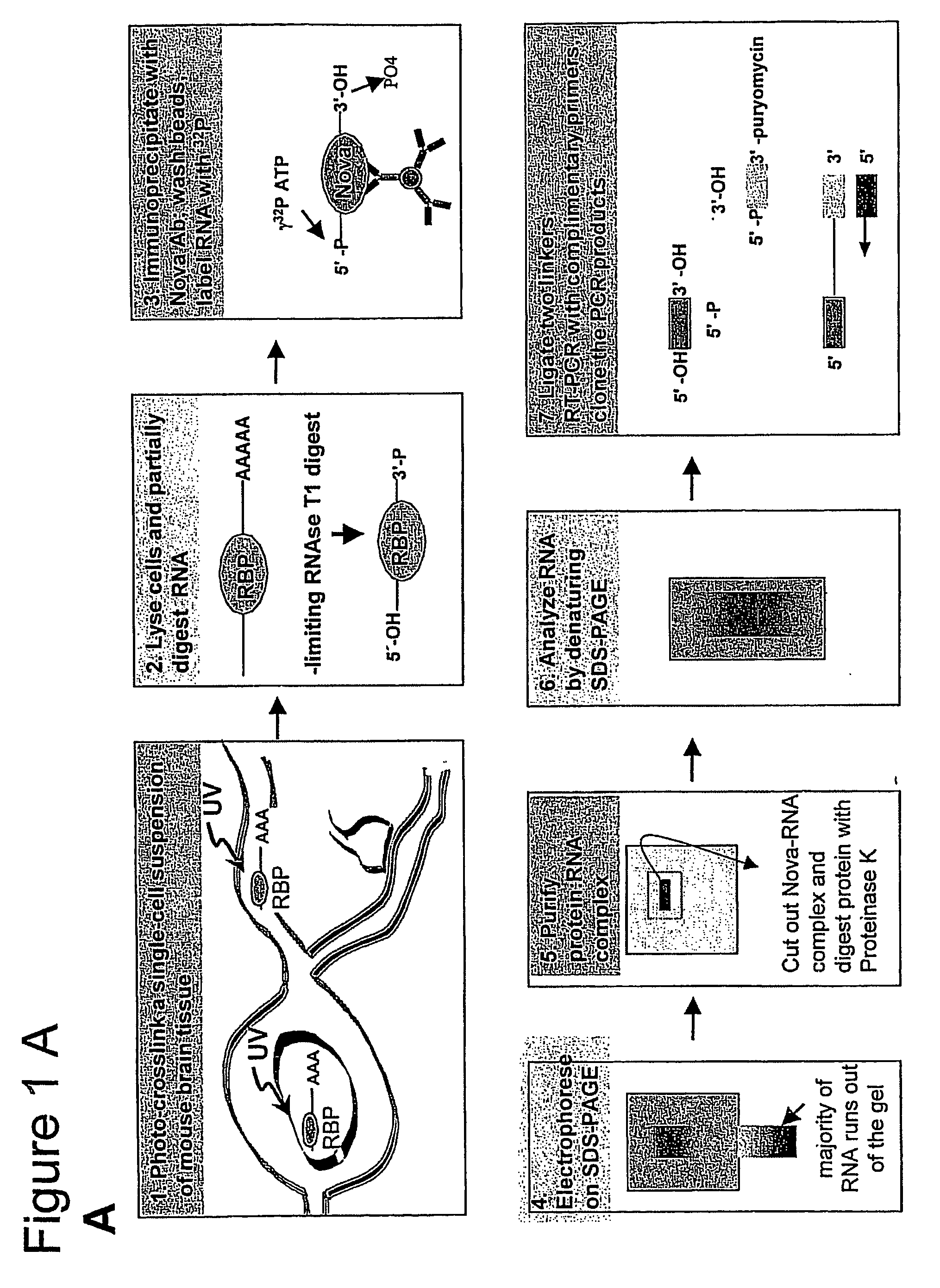 Method of purifying RNA binding protein-RNA complexes