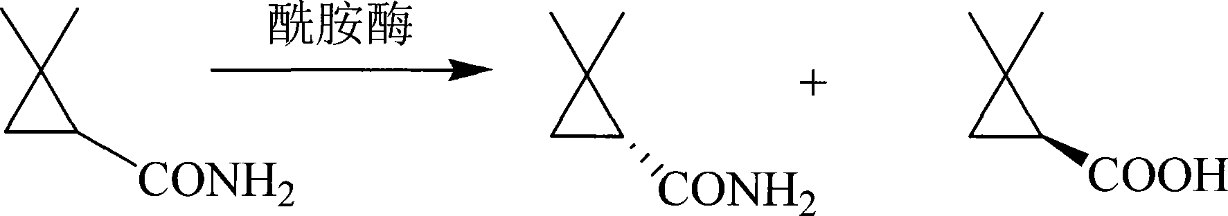 Bacillus cercus and chiral 2,2-dimethyl cyclopropanecarboxylic acid/cyclopropancarboxamid prepared from the same