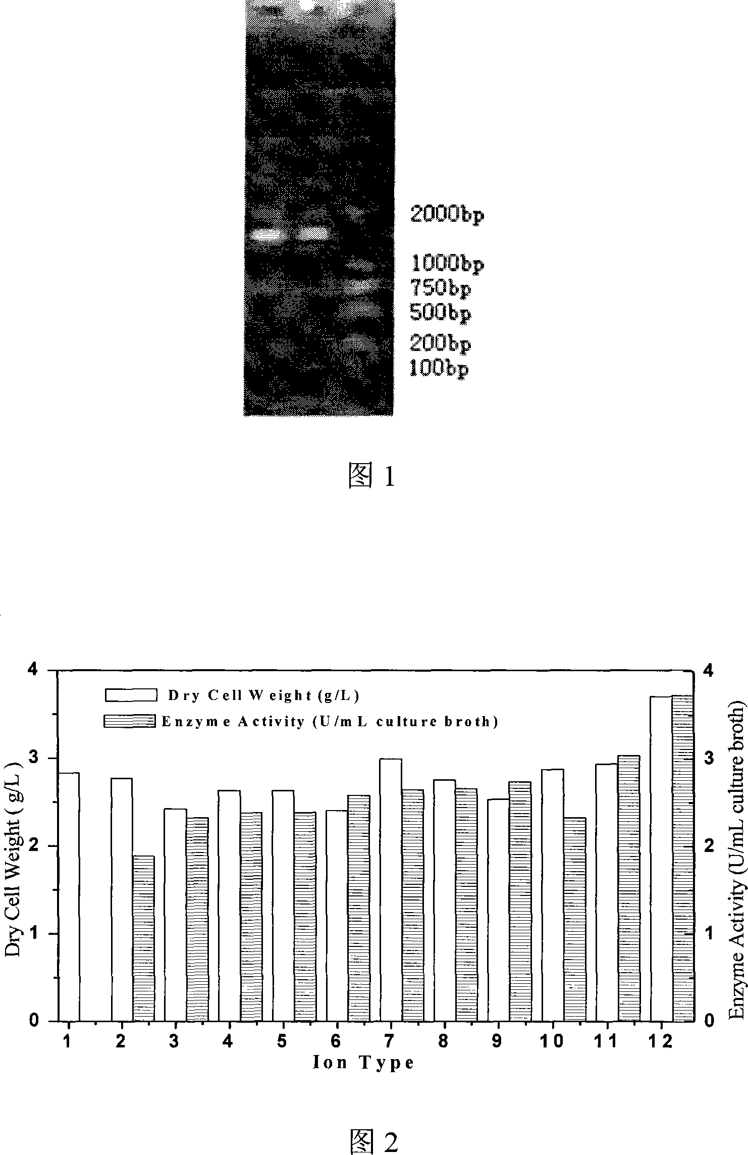 Bacillus cercus and chiral 2,2-dimethyl cyclopropanecarboxylic acid/cyclopropancarboxamid prepared from the same