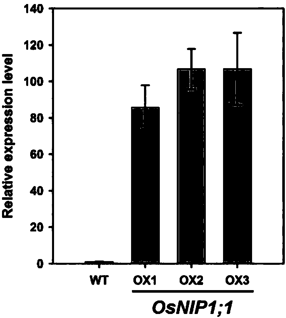 Application of water channel protein coded gene OsNIP1;1 of rice