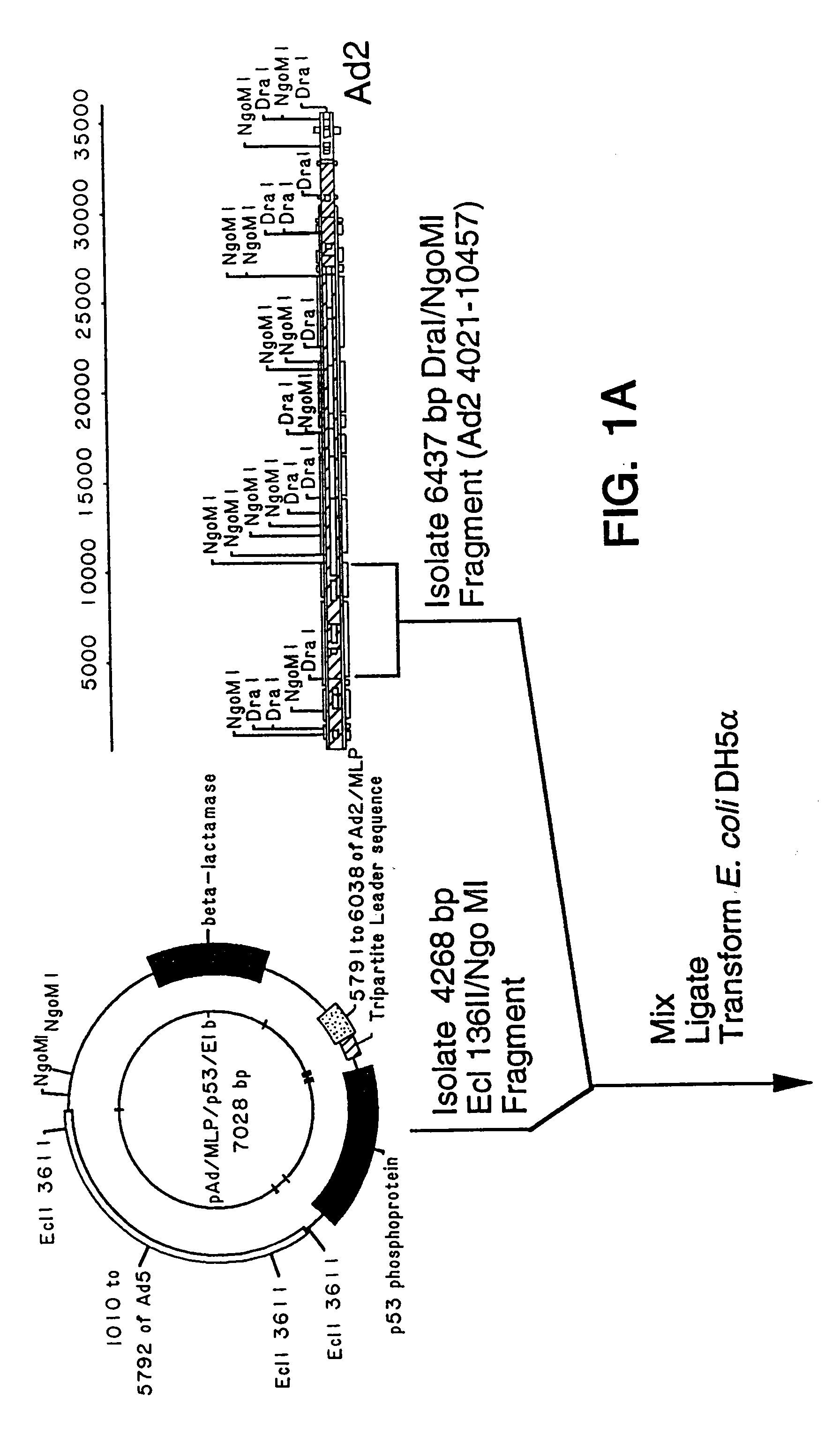 Adenoviral vectors having a protein ix deletion