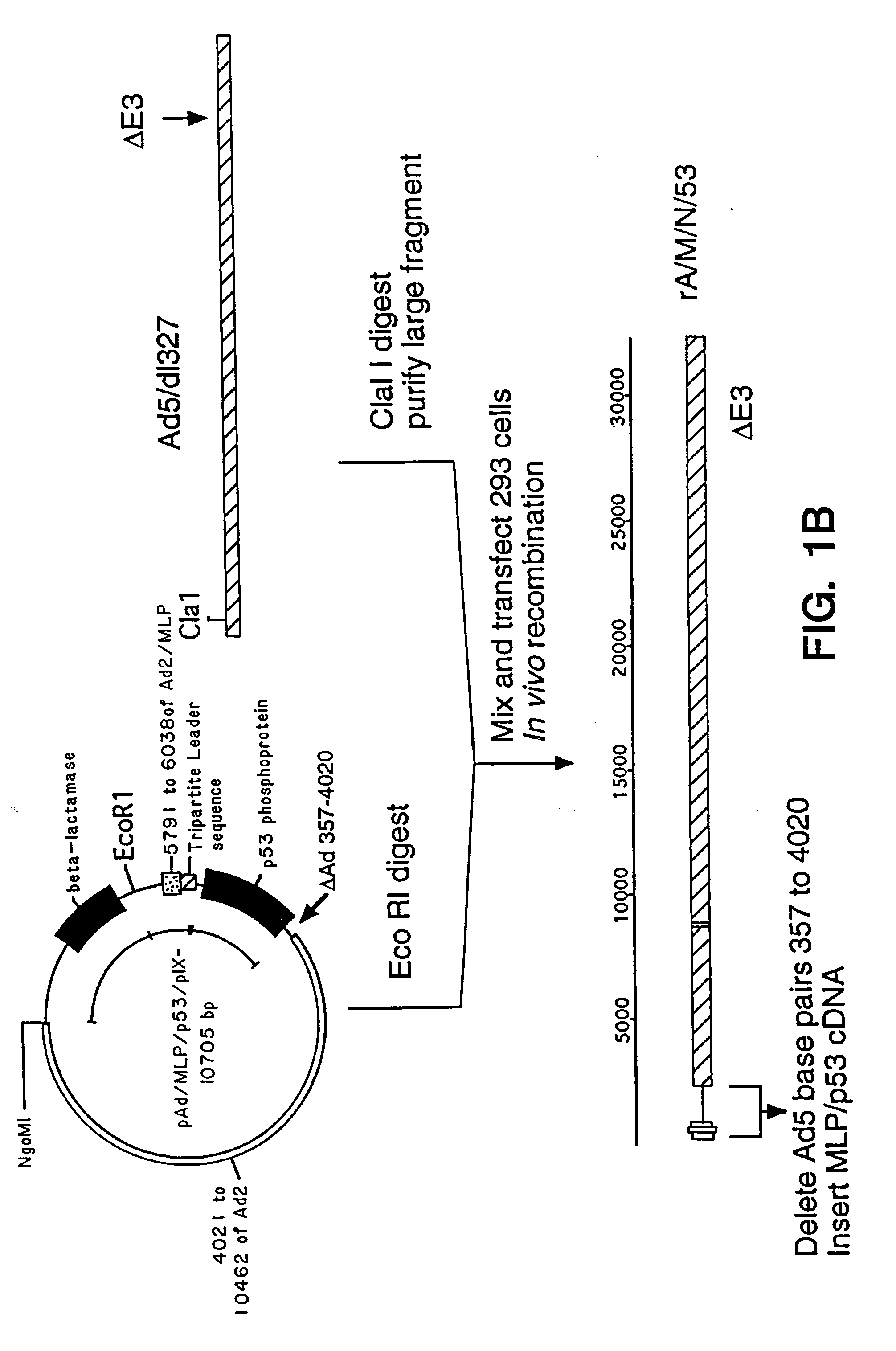 Adenoviral vectors having a protein ix deletion