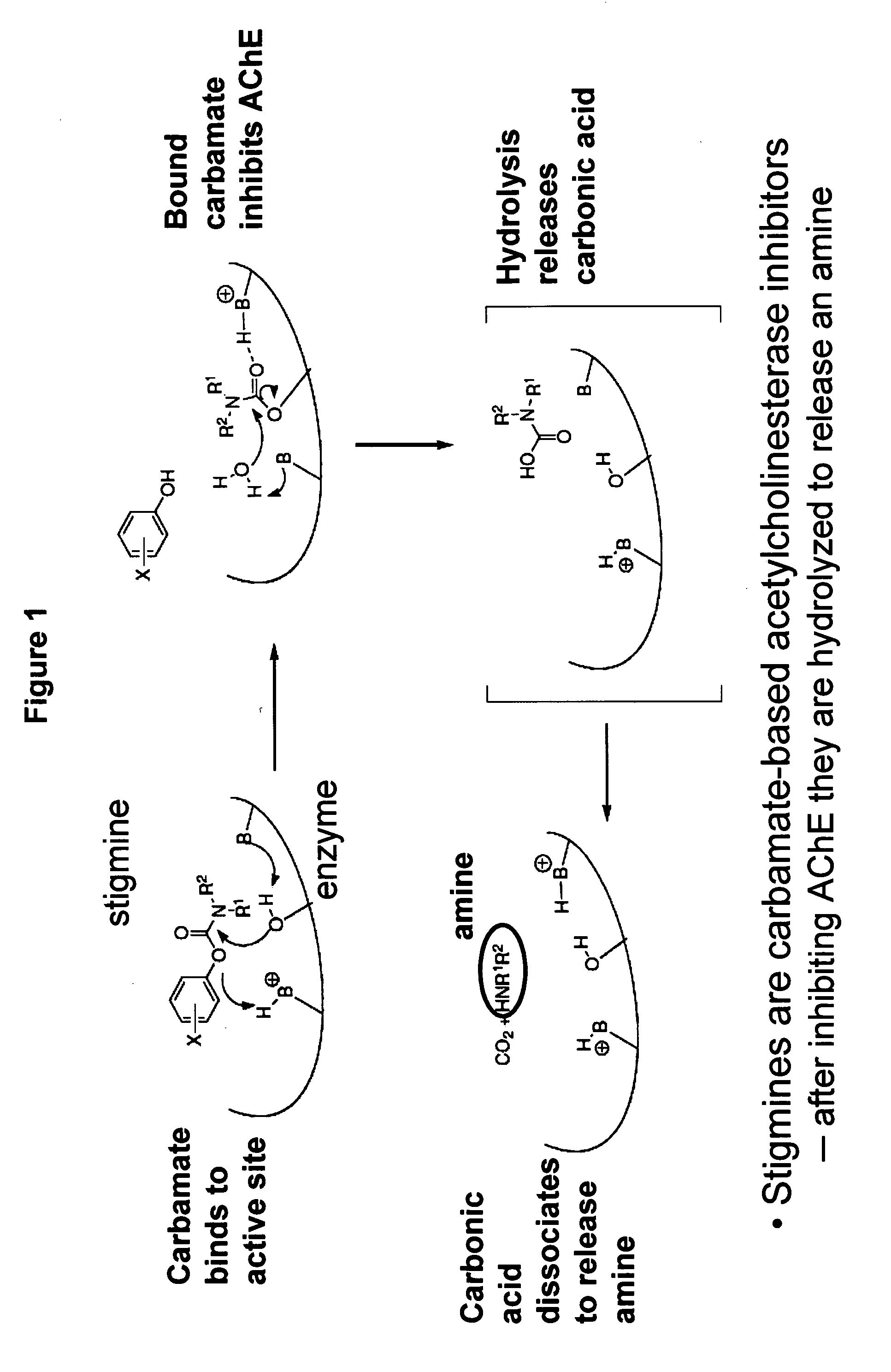 Compounds that inhibit cholinesterase