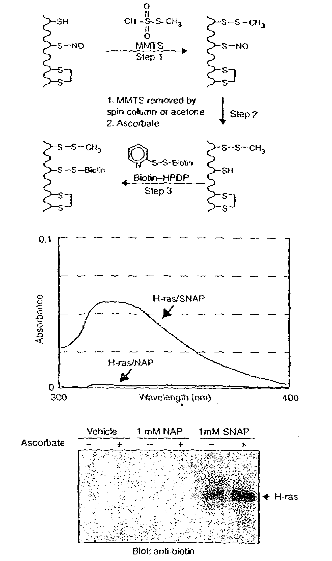 Method for assaying protein nitrosylation