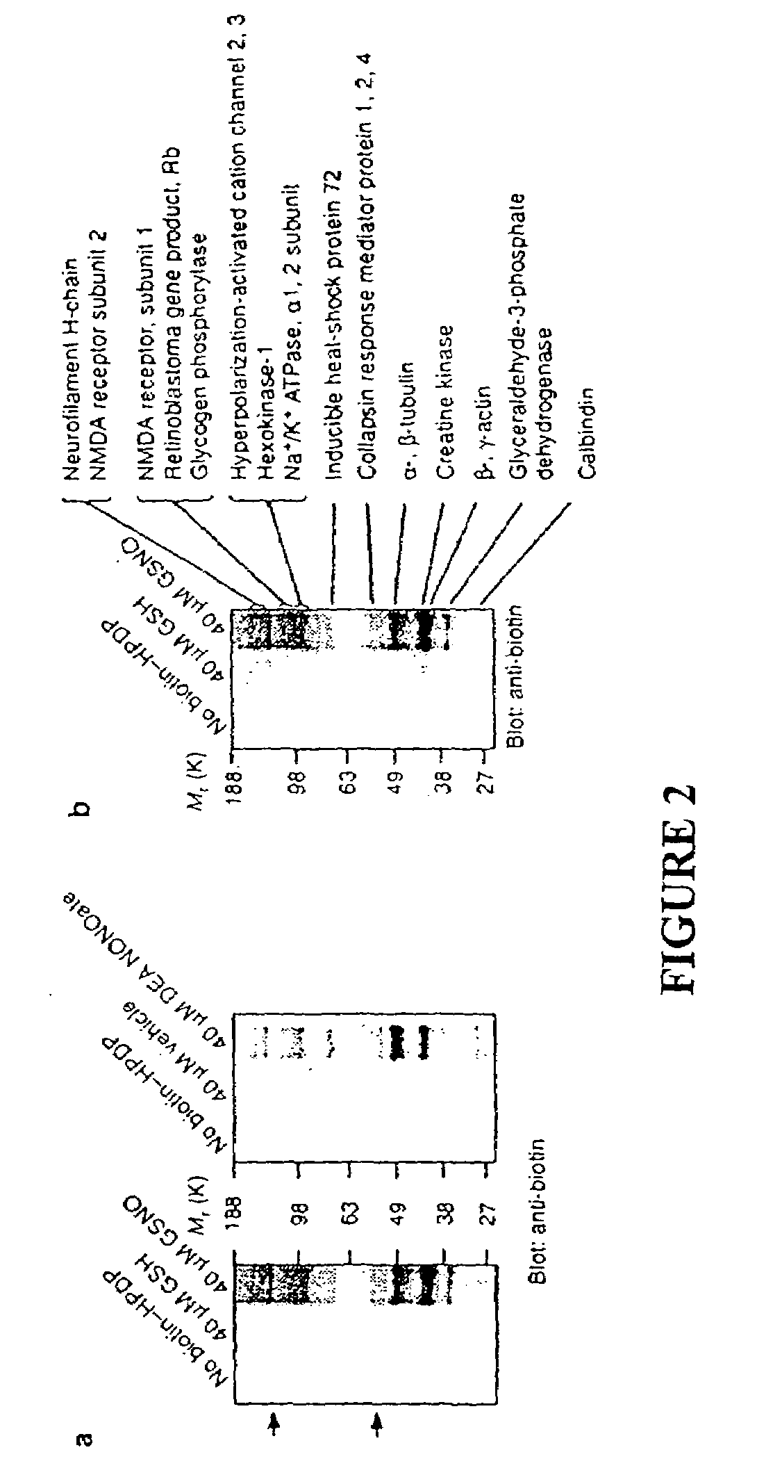 Method for assaying protein nitrosylation