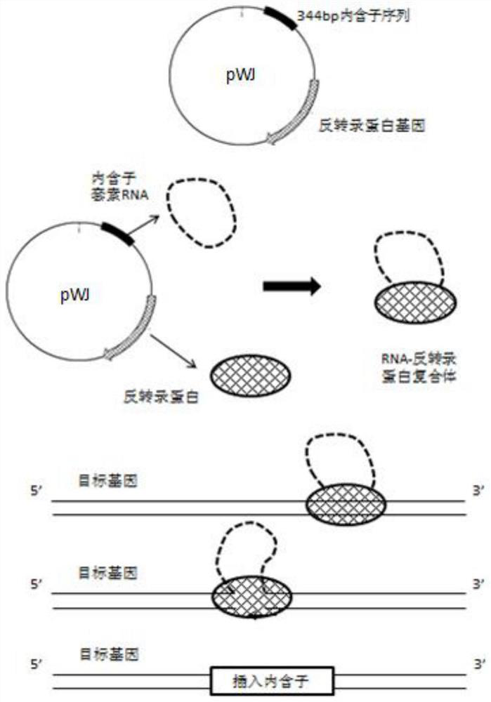 Clostridium beijerinckii with high efficiency dechlorination of pentachlorophenol and its construction method and application