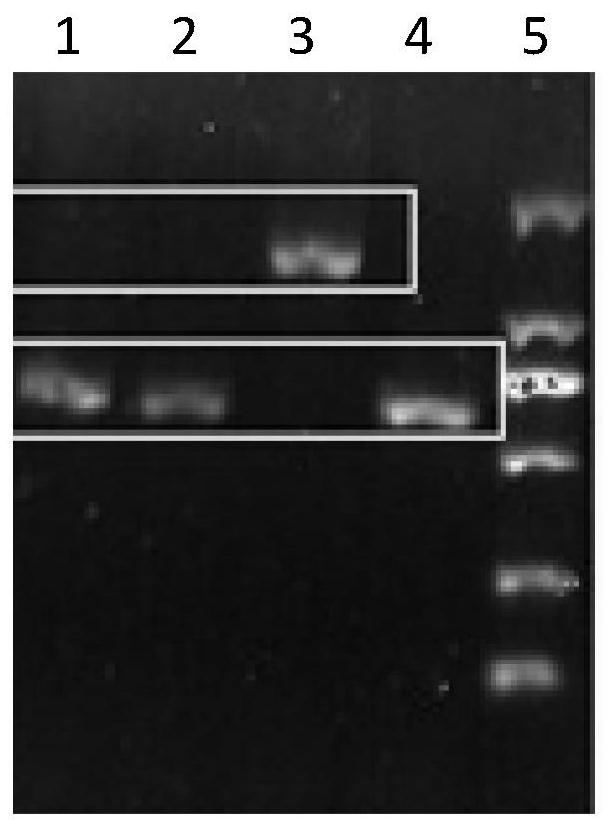 Clostridium beijerinckii with high efficiency dechlorination of pentachlorophenol and its construction method and application