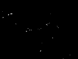 Preparation method of permanent cell line for multiplying orf virus