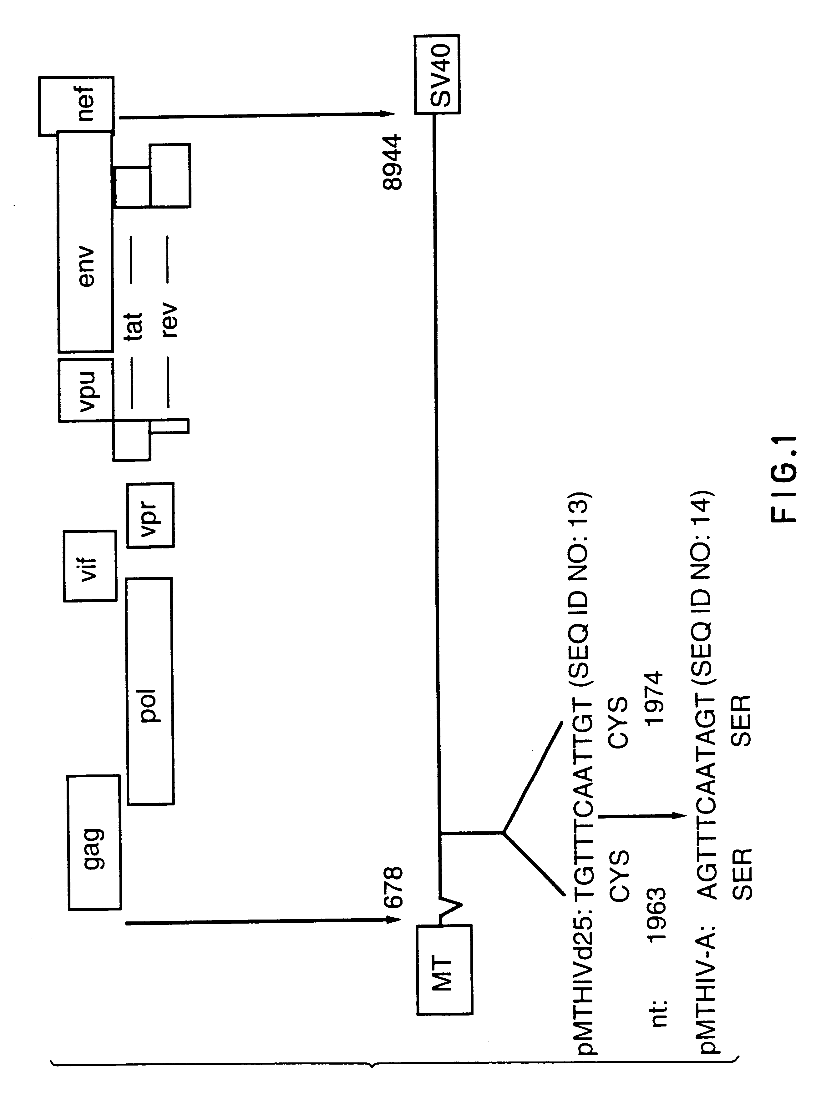 Antigentically-marked non-infectious retrovirus-like particles