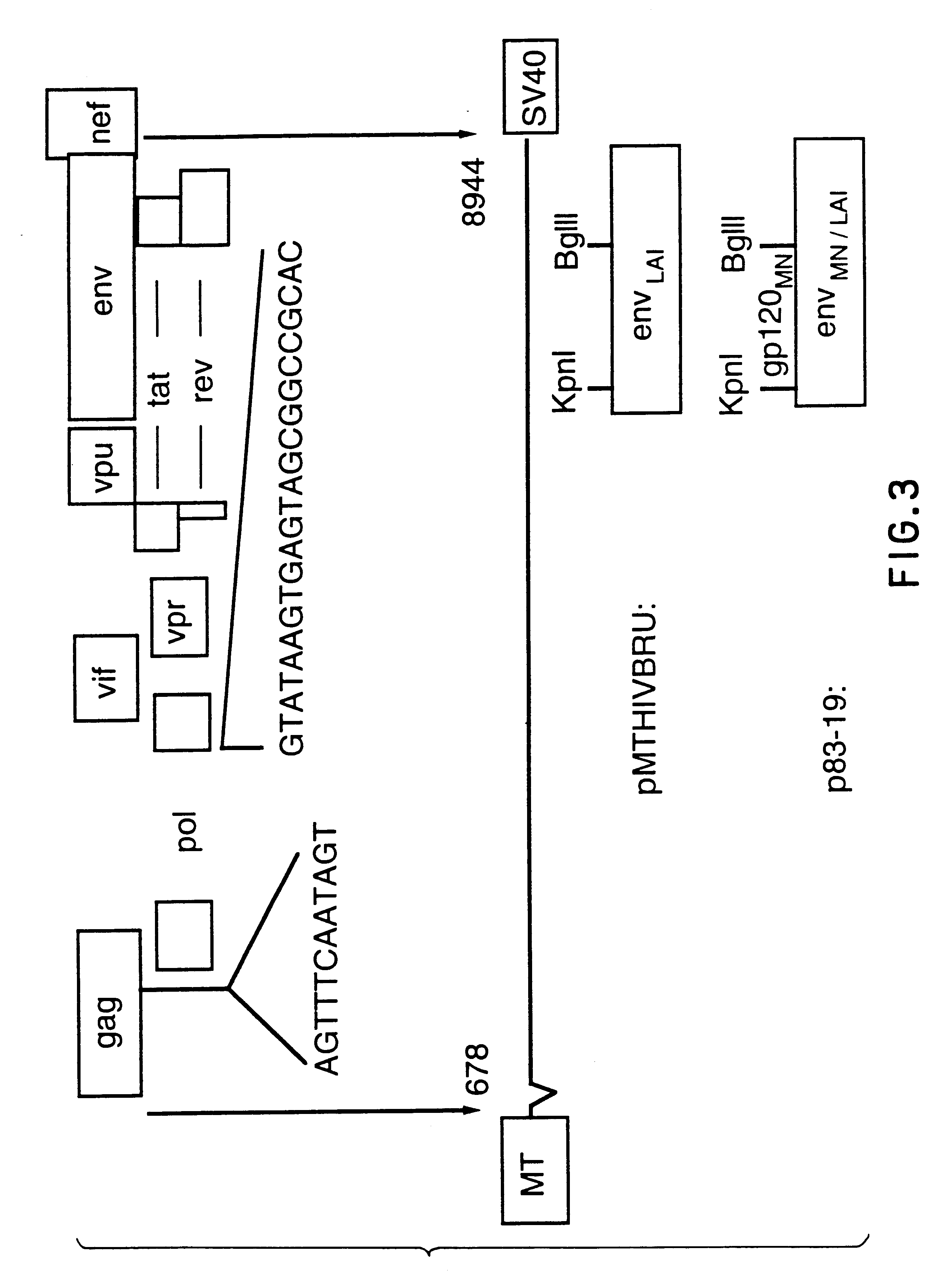 Antigentically-marked non-infectious retrovirus-like particles