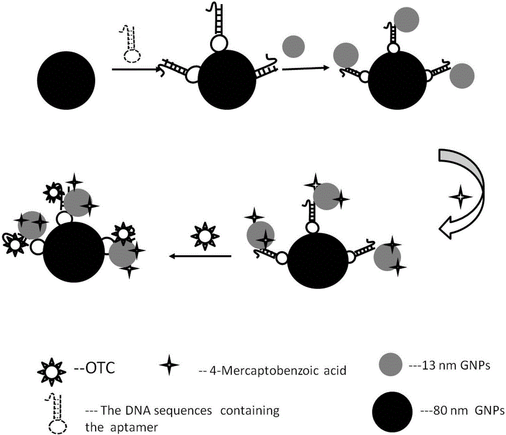 Oxytetracycline SERS detection method based on nanomaterial self-assembly