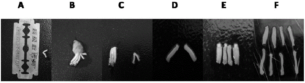 Isolated culture method for chicken embryo pulmonary arterial smooth muscle cells