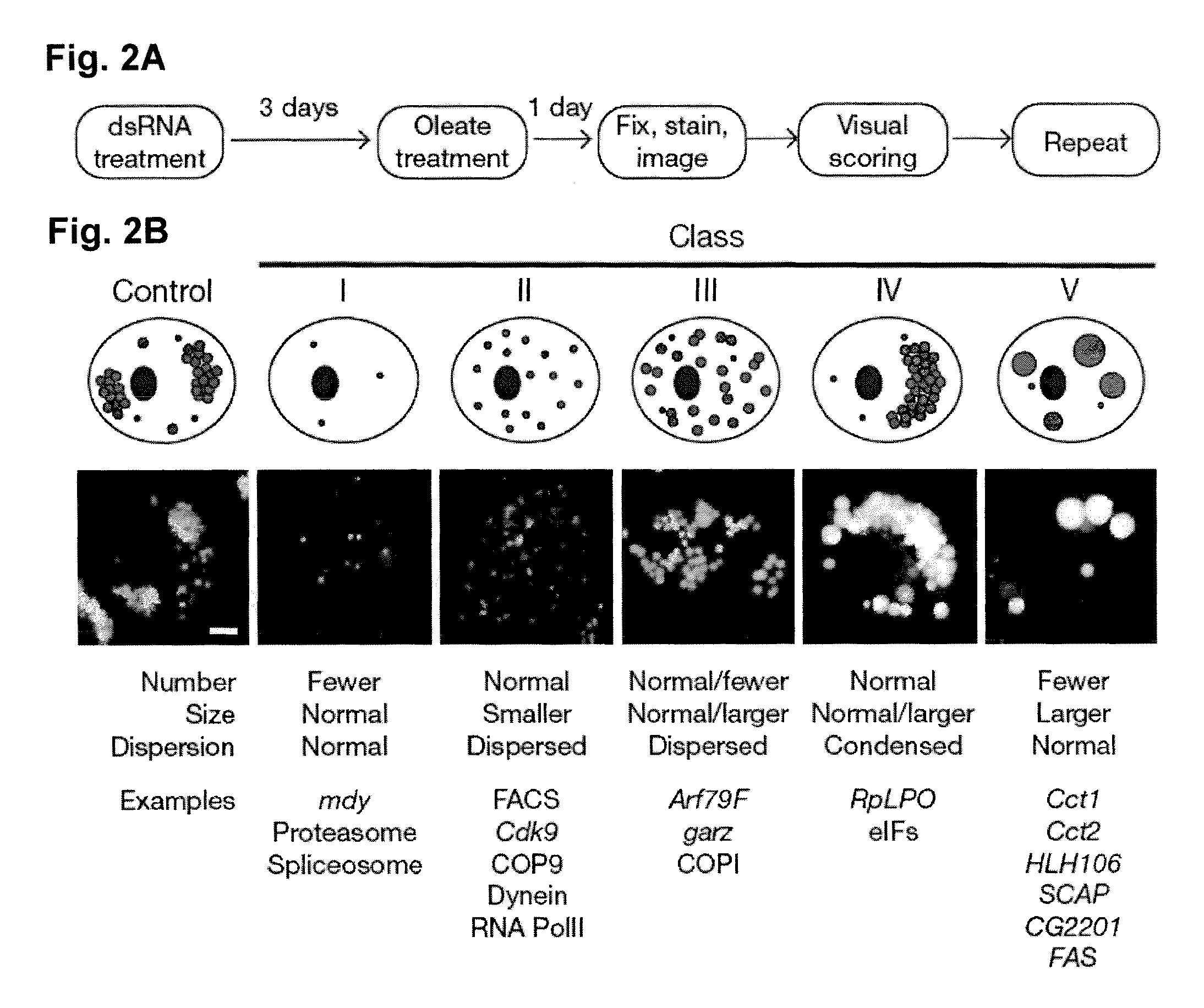 Methods of modulating lipid concentrations in eukaryotic cells