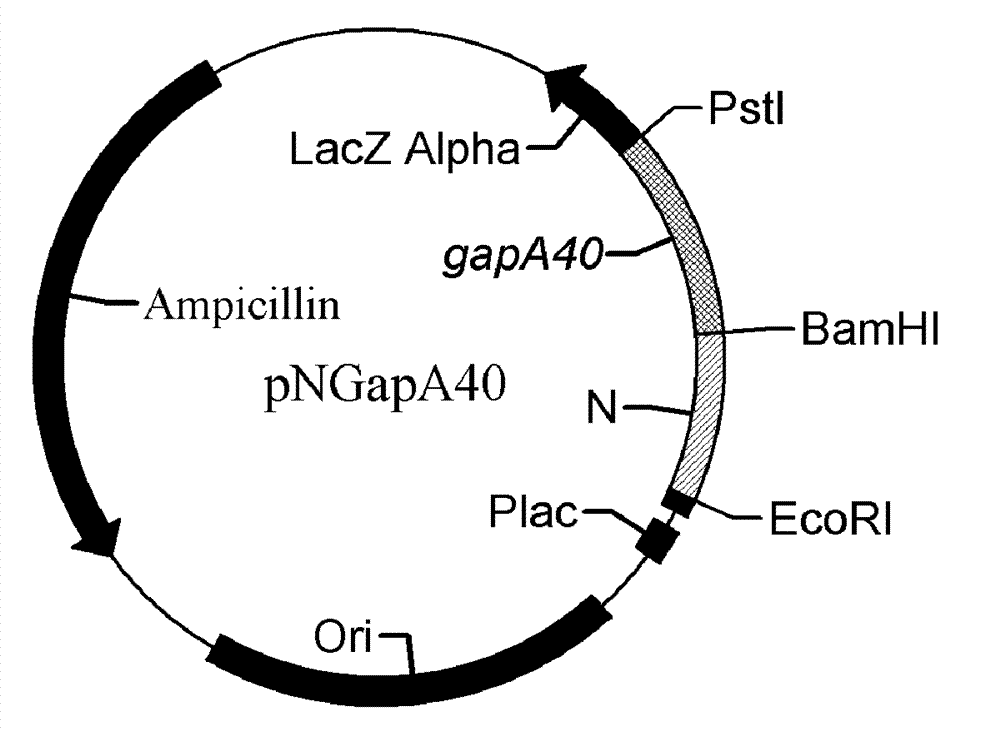 Vibrio anguillarum and edwardsiella tarda-resistant multi-valence live vaccine, correlative expression vector and application