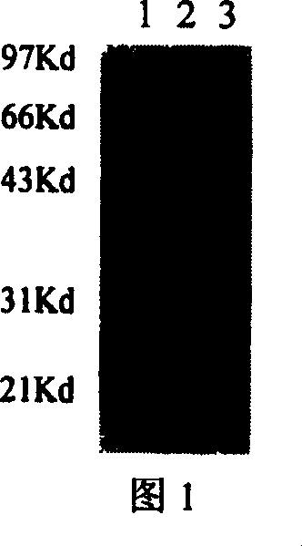 Antigen simulating epipeptide of C type para chicken blood phili bacillus and its use