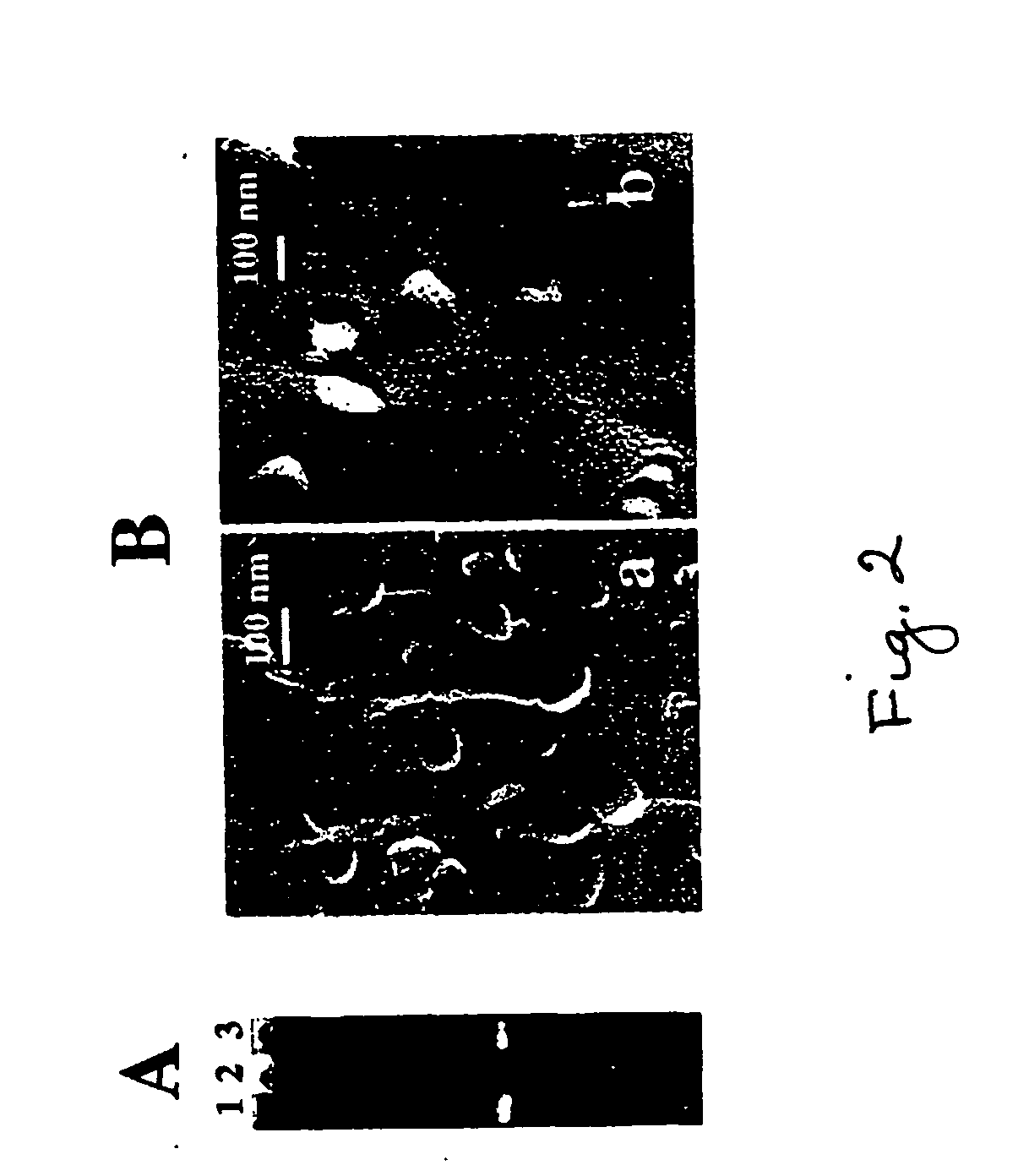 Intracellular delivery of therapeutic agents