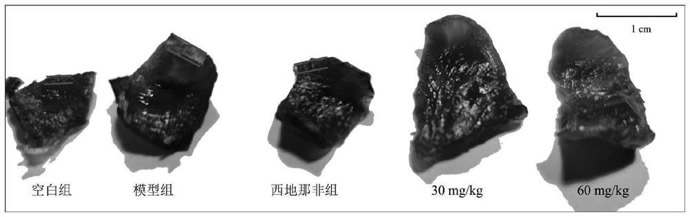 Application of polydatin in preparation of medicine for treating pulmonary arterial hypertension