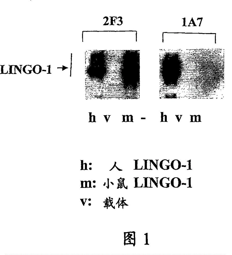 SP35 antibodies and uses thereof