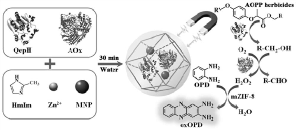 Colorimetric detection method for aryloxyphenoxypropionate herbicide based on magnetic nanocrystal enzyme preparation