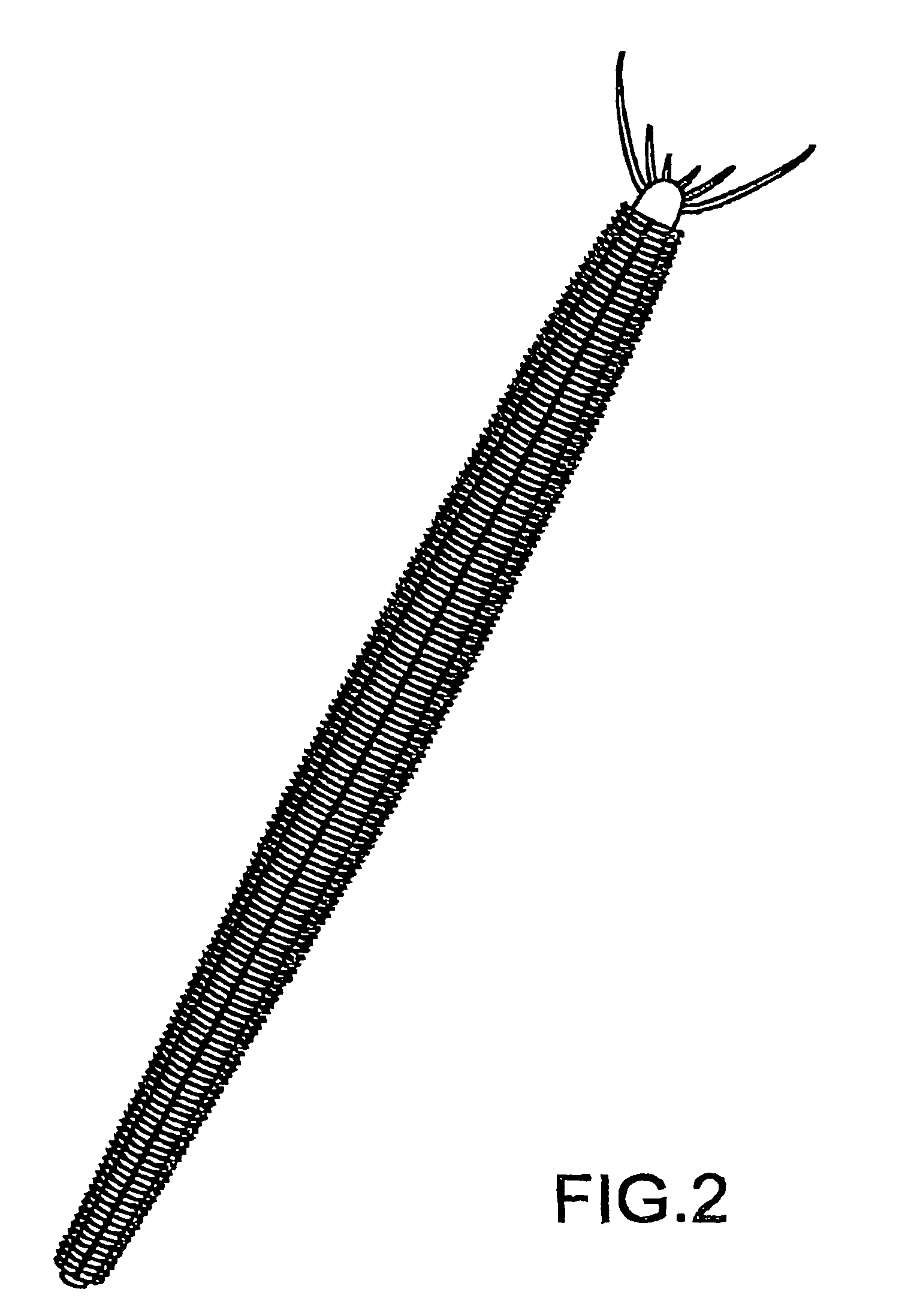 Universal fishing bait based on fibrous collagen and the procedure for its preparation